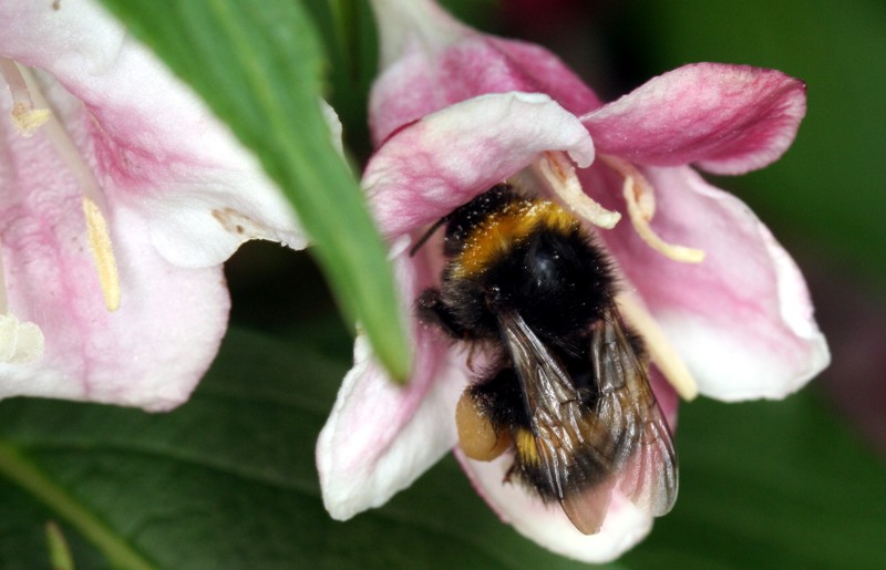 Dunkle Erdhummel (<i>Bombus terrestris</i>) in der Blte einer Weigelia